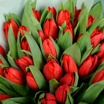 Red Tulips Bouquet